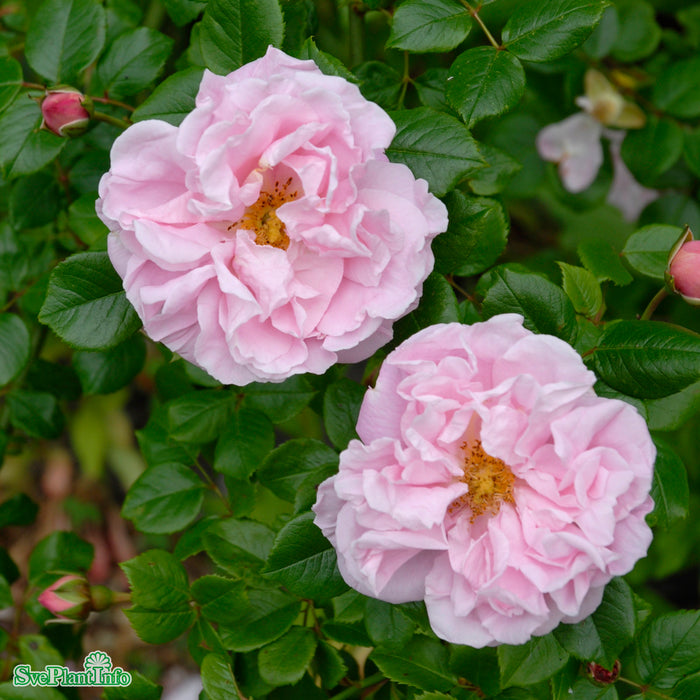 Rosa 'Gerbe Rose' A kval C4