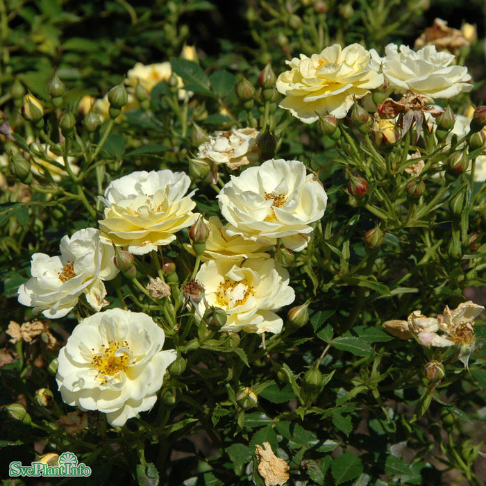 Rosa 'Golden Cover' A-kval C4