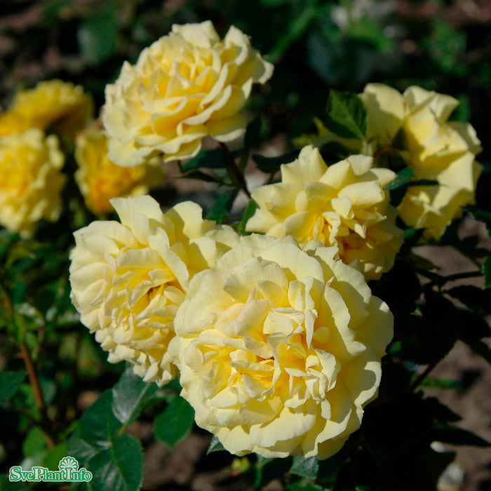 Rosa 'Gripsholm' A kval C4