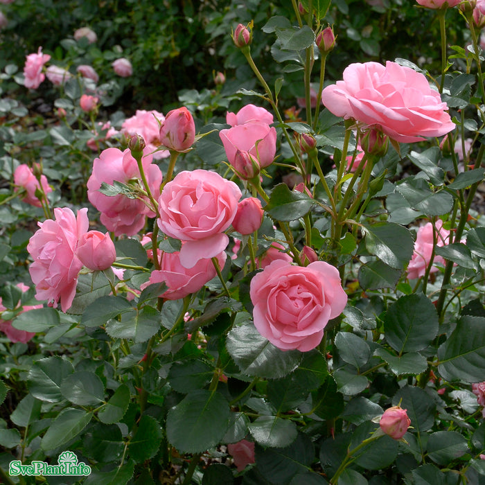 Rosa 'Lill Lindfors' A kval C4