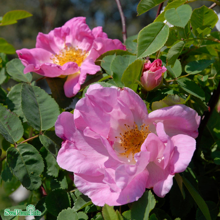 Rosa 'Marguerite Hilling'' A kval C4