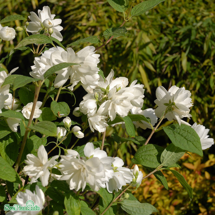 Philadelphus 'Snowbelle' Busk C4,6 50-60cm