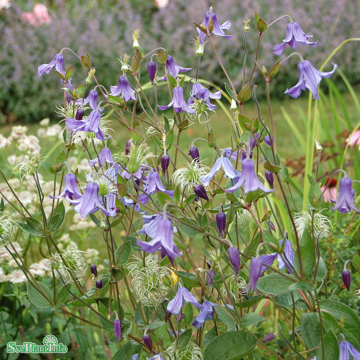 Clematis (Int.) 'Hedda' E A-kval C2