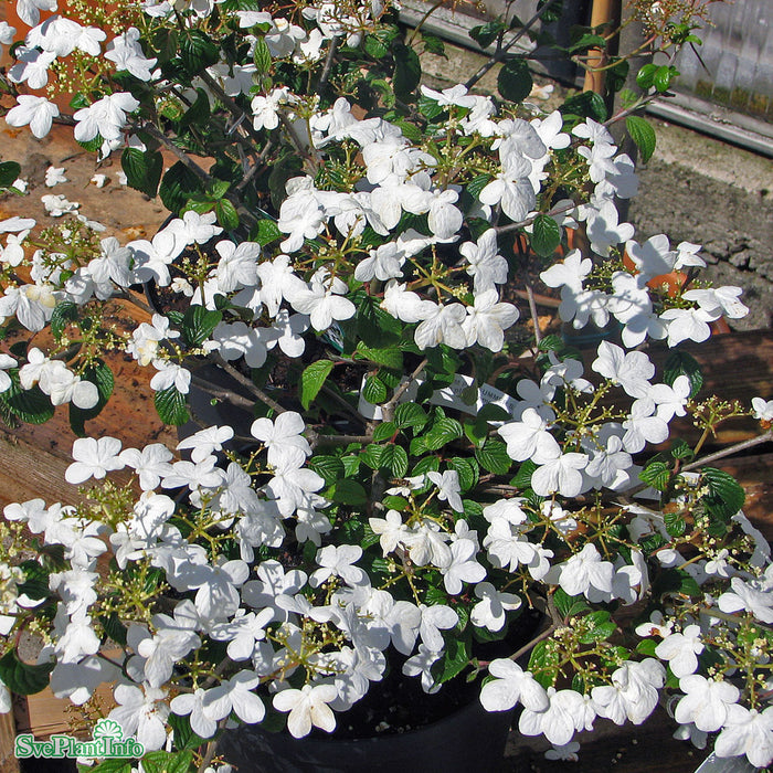 Viburnum plicatum 'Summer Snowflake' Busk C6