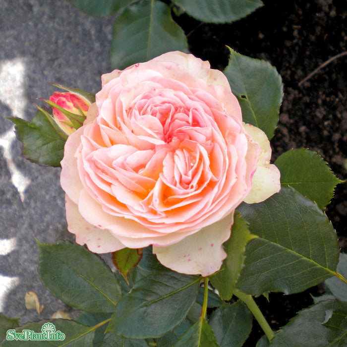 Rosa 'Pastella' A-kval