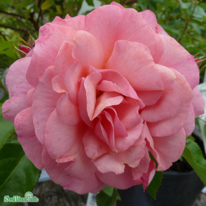 Rosa 'Aprikola' A kval C4