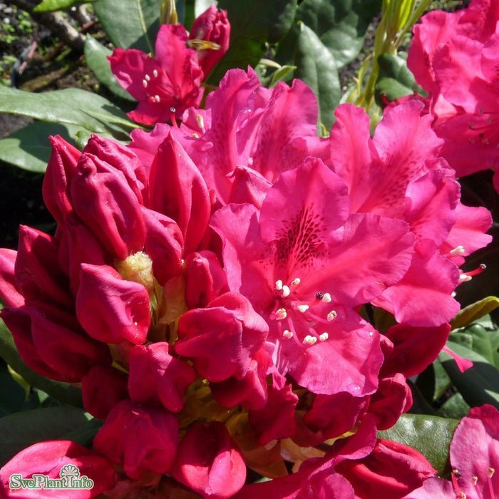 Rhododendron (Cataw.) 'Nova Zembla' Solitär Kl B120-140 H 120-140cm