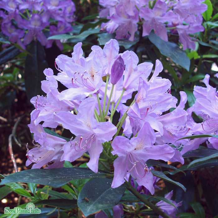 Rhododendron ponticum C4,6