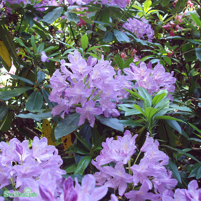 Rhododendron ponticum C4,6