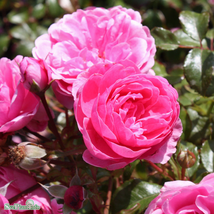 Rosa 'Berleburg' A-Kval C4