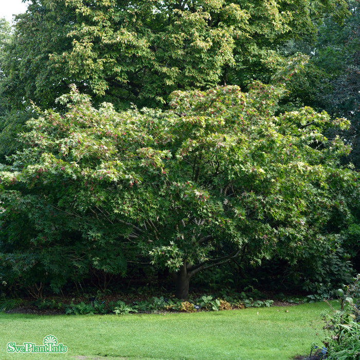 Acer palmatum Busk C5 60cm