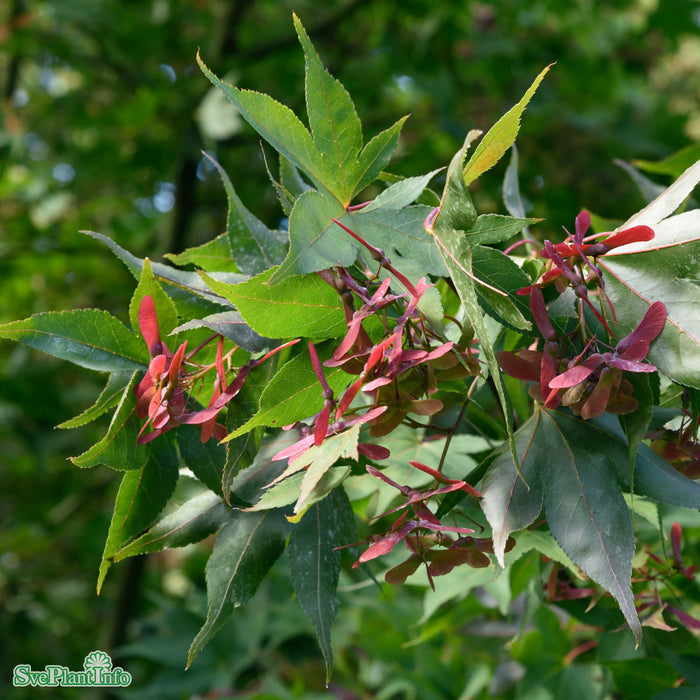 Acer palmatum Busk C5 60cm