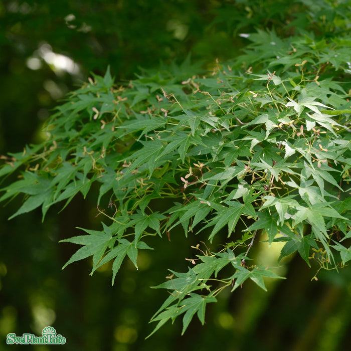 Acer palmatum Solitär C20 125-150cm