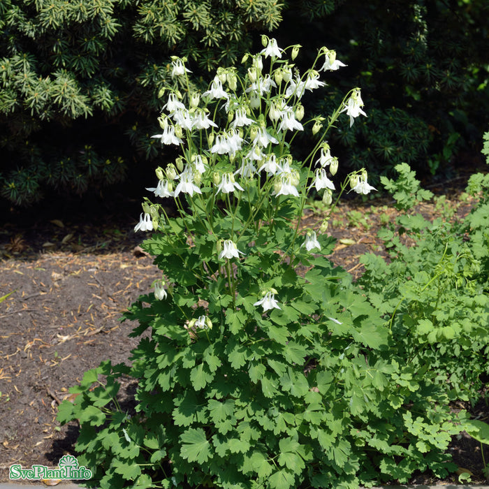 Aquilegia vulgaris 'Nivea' A-kval