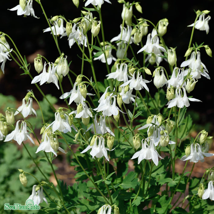 Aquilegia vulgaris 'Nivea' A-kval