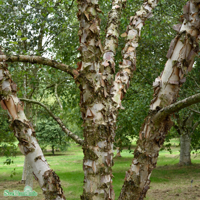 Betula nigra Solitär C30 125-150cm