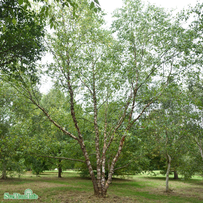 Betula nigra Solitär C30 125-150cm