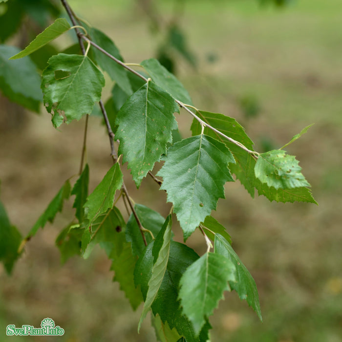 Betula nigra Solitär C30 125-150cm