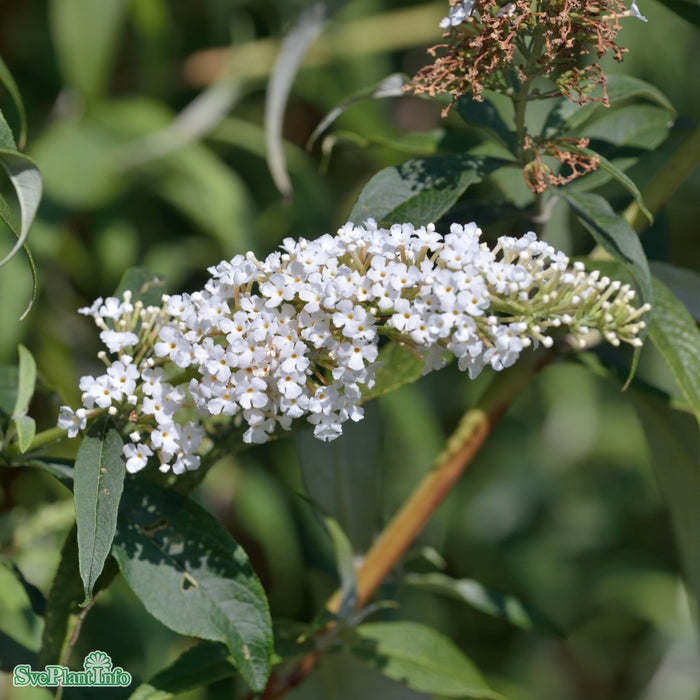 Buddleja davidii 'White Profusion' Busk C4,5