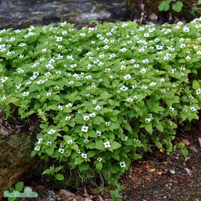 Cornus canadensis P9