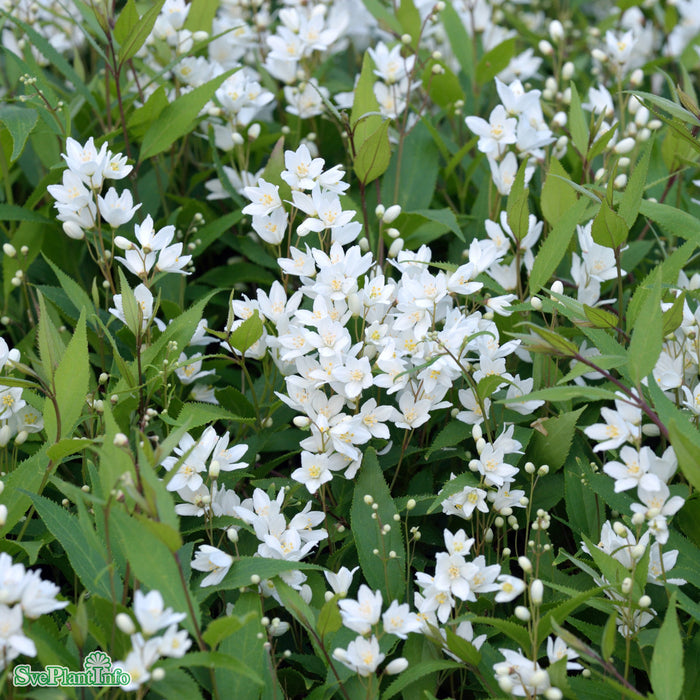 Deutzia gracilis Busk C7,5