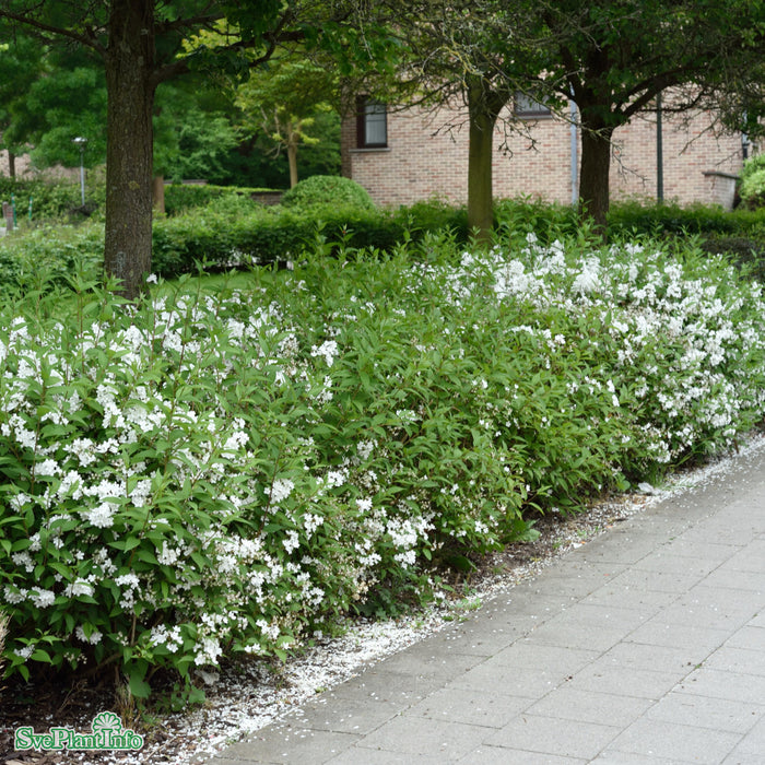 Deutzia gracilis Busk C7,5