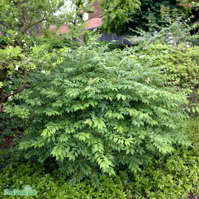Euonymus alatus Solitär C80 125-150cm