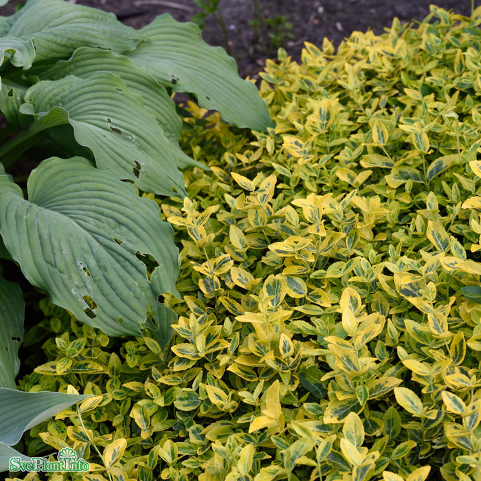 Euonymus fortunei 'Emerald'n Gold' C5 25-30cm