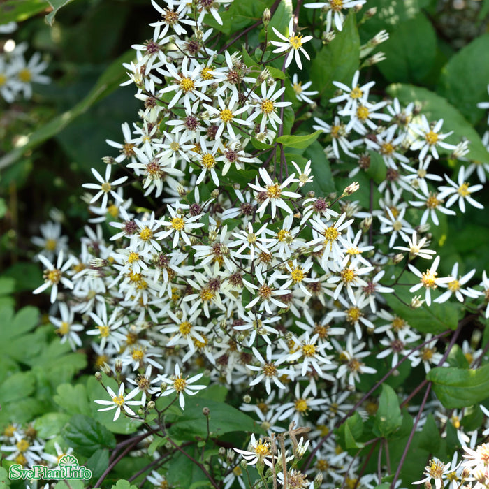 Eurybia divaricata A-kval