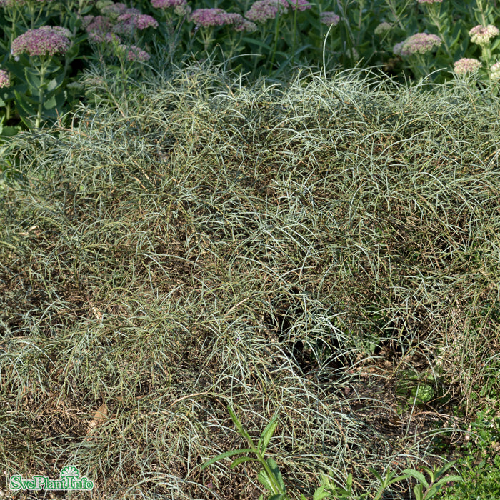 Genista lydia A-Kval C5