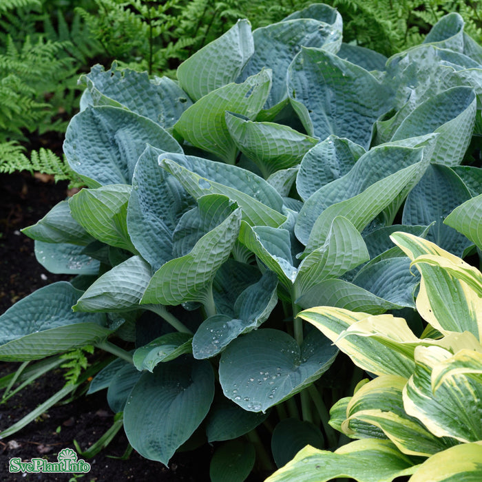 Hosta 'Big Daddy' A-kval