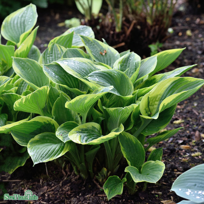 Hosta (Fortunei) 'Aureomarginata' A-Kval C2,8