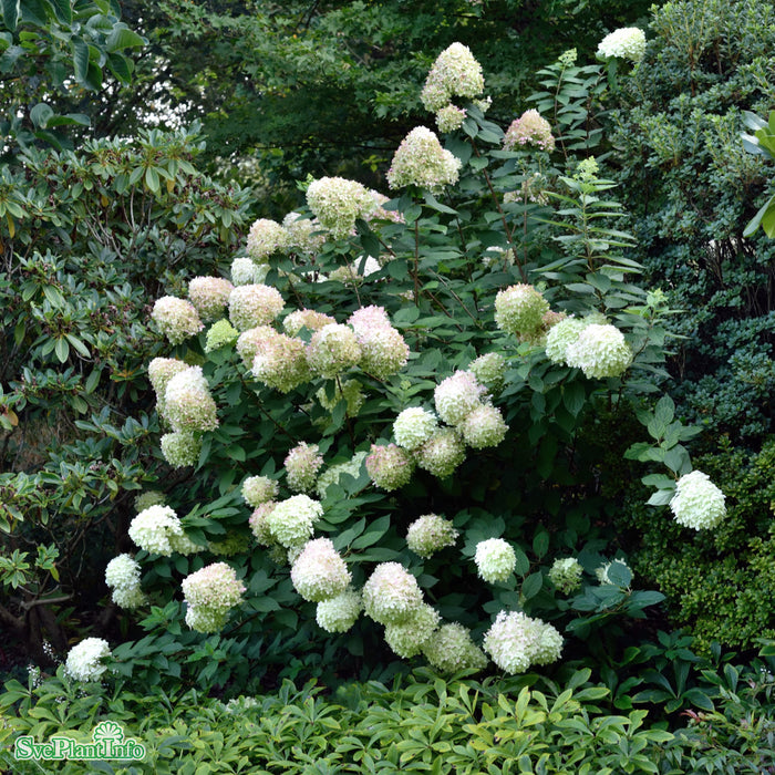 Hydrangea paniculata 'Limelight' Solitär C7,5 80-100cm
