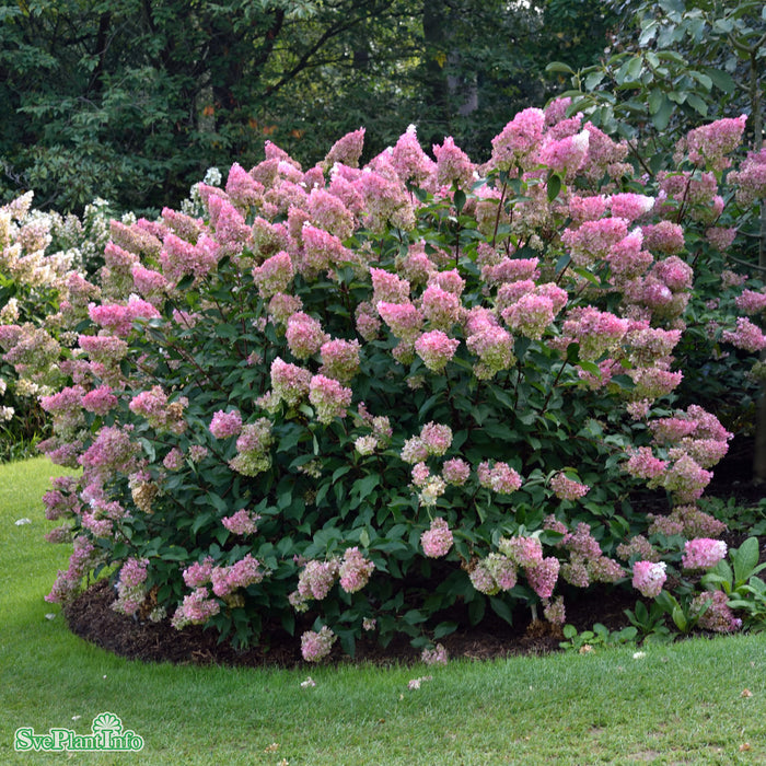 Hydrangea paniculata vanille-fraise 'Renhy' Stam C10 90cm