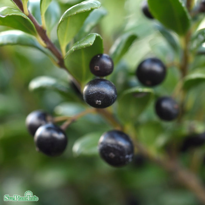 Ilex crenata 'Convexa' Klotform C10 35-40cm