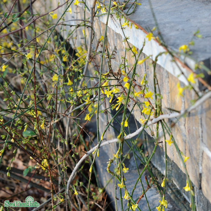 Jasminum nudiflorum A-kval C2