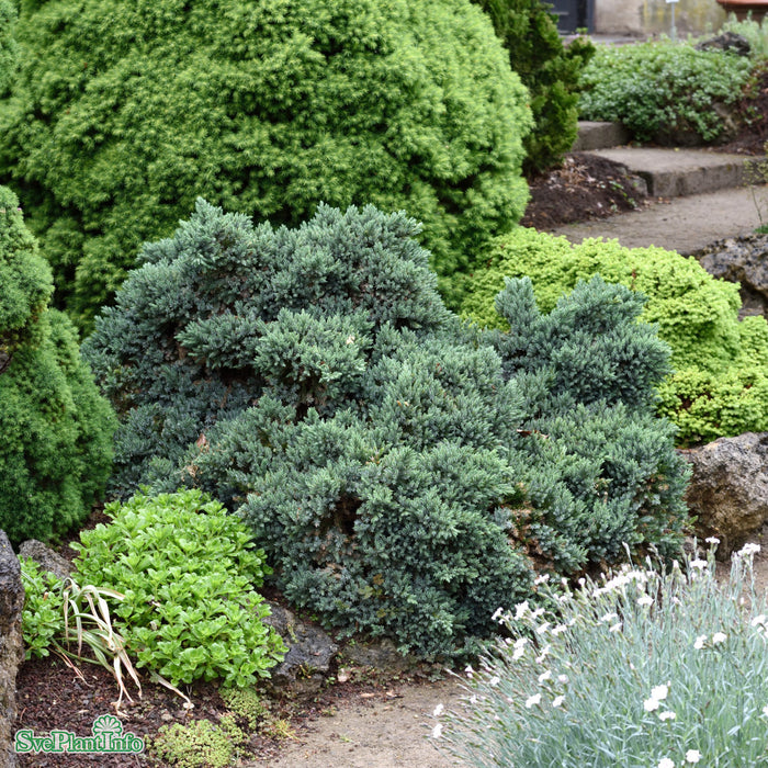 Juniperus squamata 'Blue Star' C5 25-30cm
