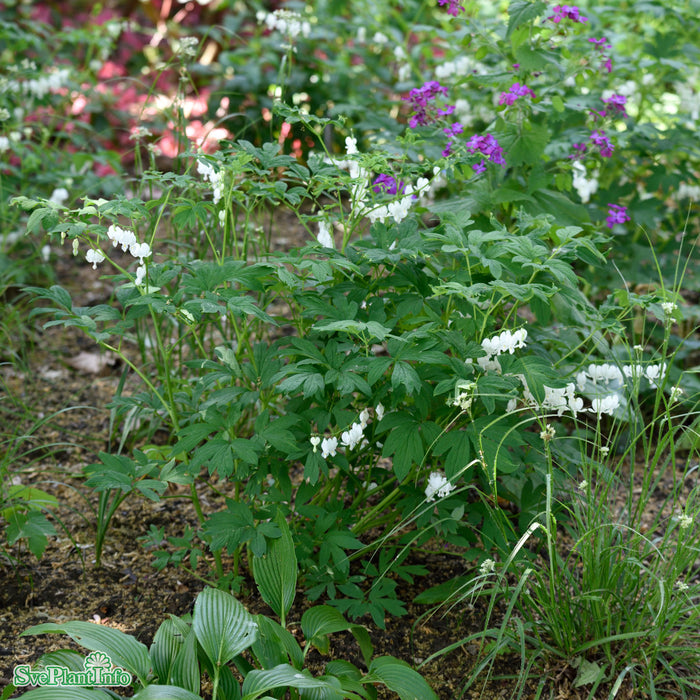 Lamprocapnos spectabilis 'Alba' A-kval C2
