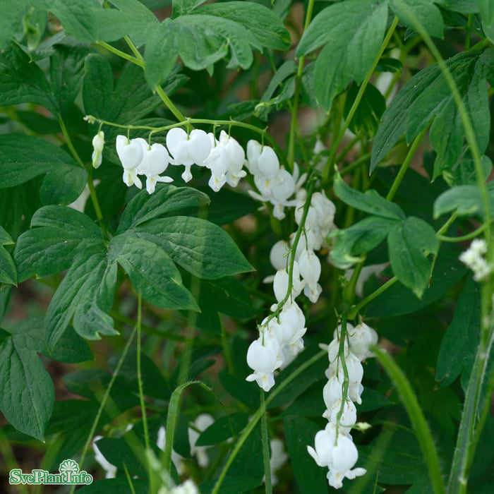Lamprocapnos spectabilis 'Alba' A-kval C2