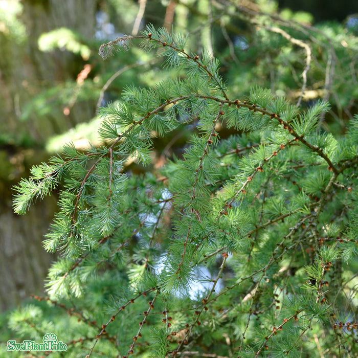 Larix decidua Solitär Kl 100-150 300-350cm