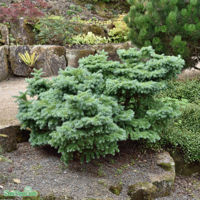 Larix kaempferi 'Blue Dwarf' Stam C10 90cm