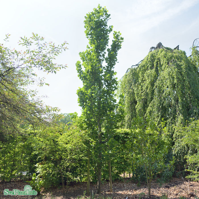 Liriodendron tulipifera 'Fasigiatum' Ungträd C10 150-175cm