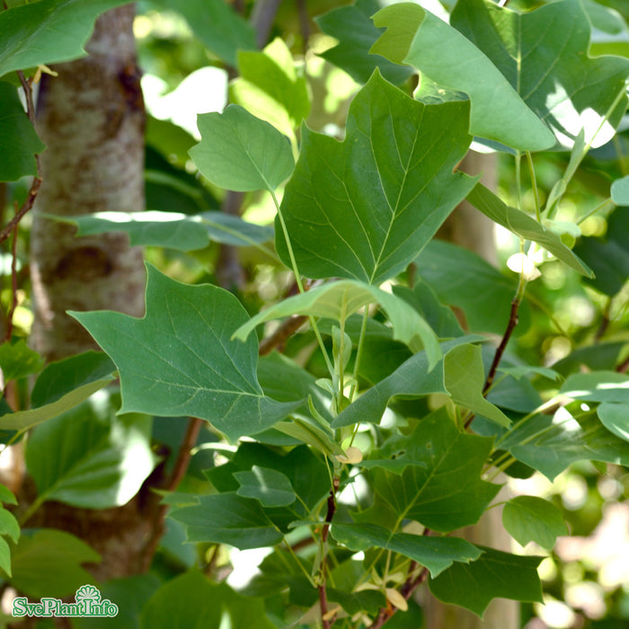 Liriodendron tulipifera 'Fasigiatum' Ungträd C10 150-175cm