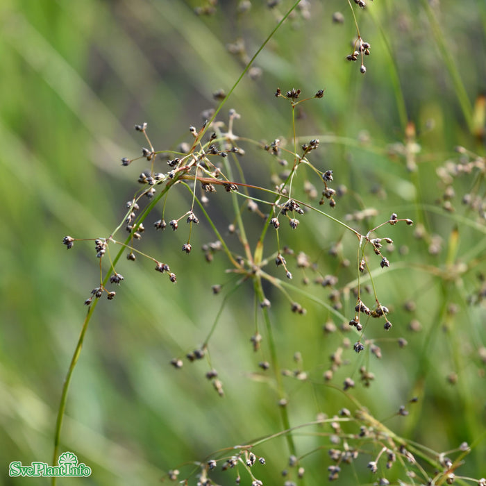 Luzula sylvatica A-kval