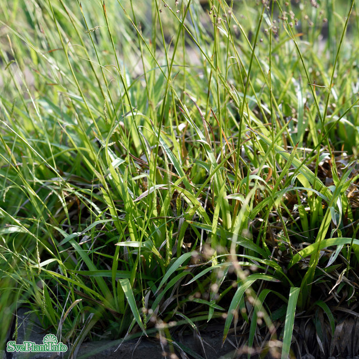 Luzula sylvatica A-kval