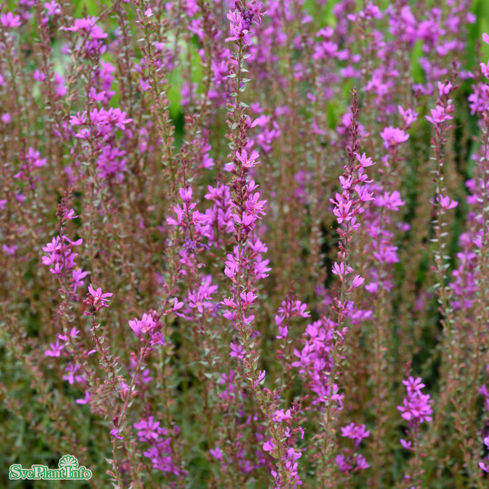 Lythrum virgatum 'Dropmore Purple' A-kval