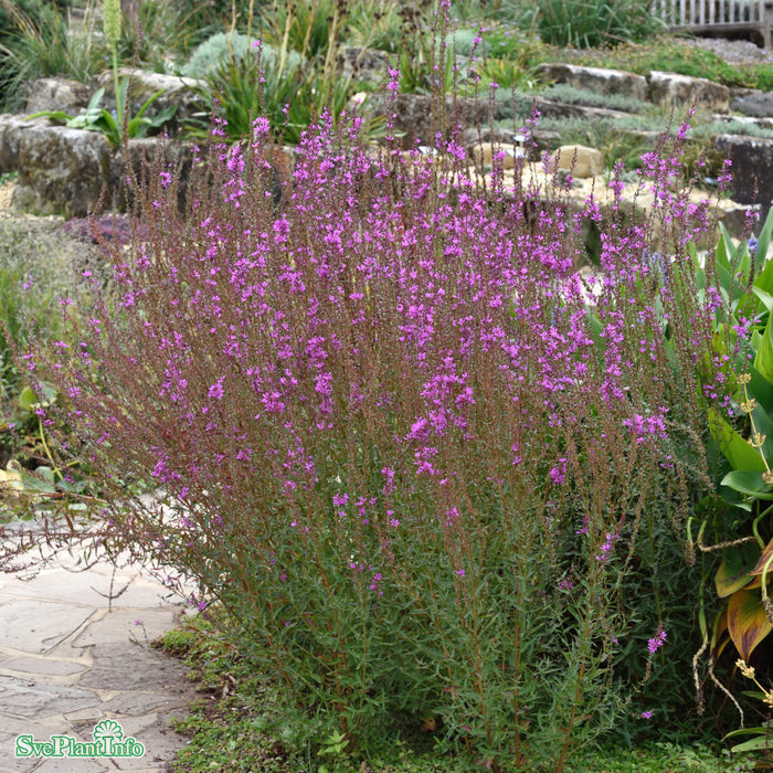 Lythrum virgatum 'Dropmore Purple' A-kval