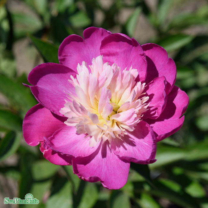Paeonia lactiflora 'Gay Paree' A-kval C3