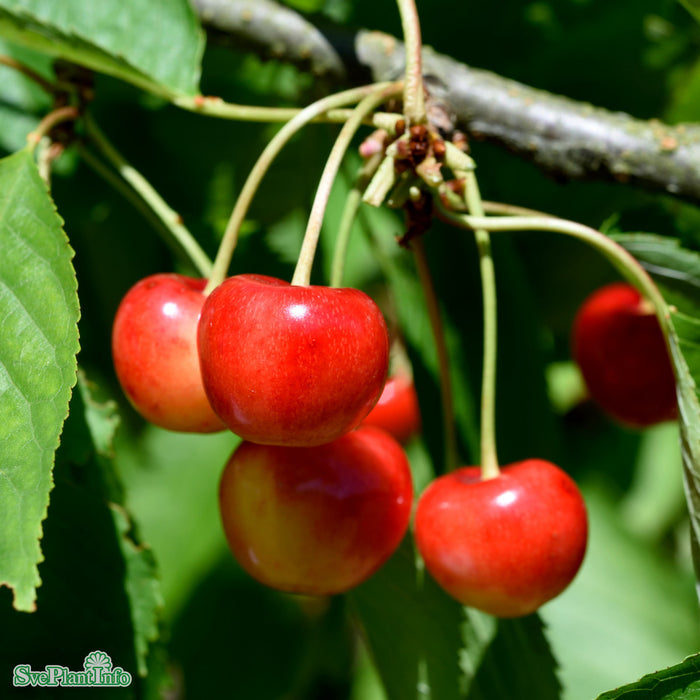 Prunus avium 'Heidi' Stam 2-års A-kval