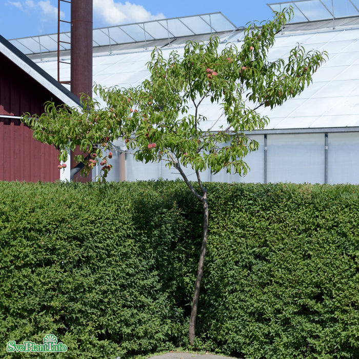 Prunus persica 'Riga' Stulipifera JulA Lågst 2års A-kval Co